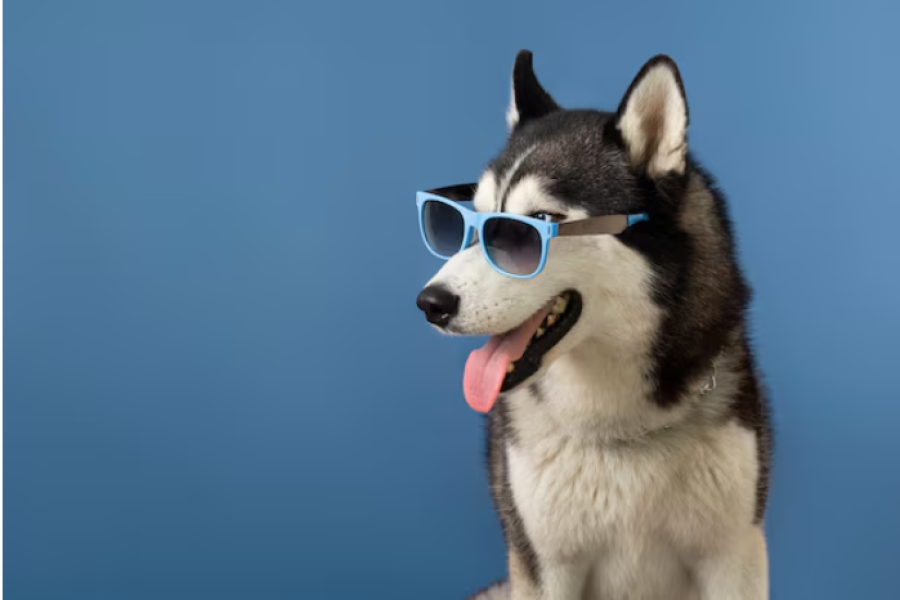 Top 7 Dog Grooming NYC Providers for Affordable Grooming in 2026