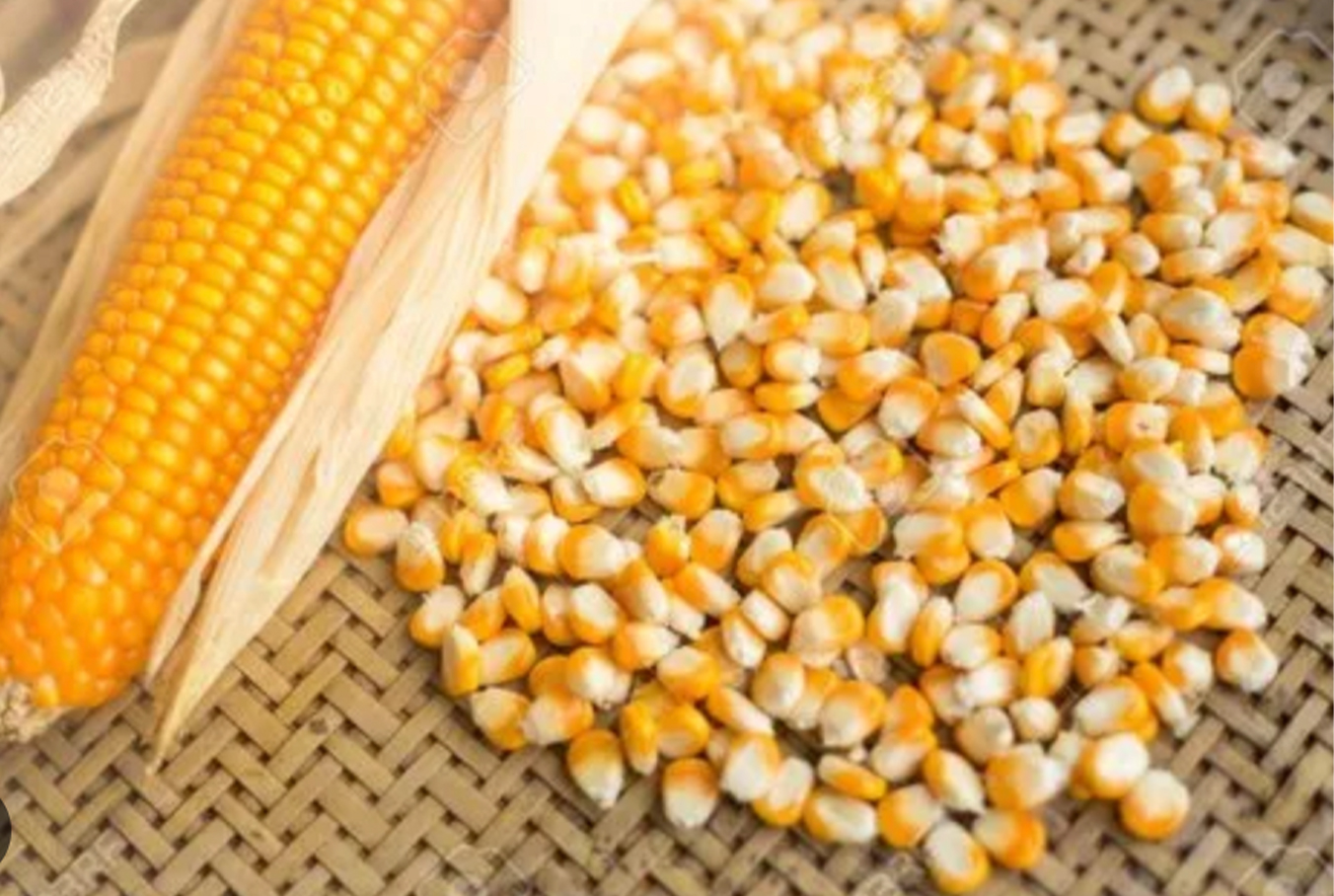 Lifetime of Corn Seeds in Long-Term Storage in the National Genetic Bank of Albania