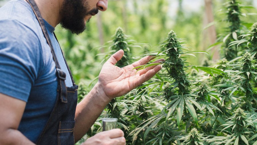 How to Choose a Cannabis Product for Beginners