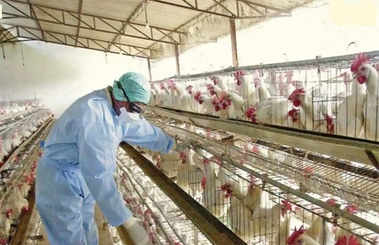 An Assessment of Poultry Rearing and Hygienic Management of Broiler Farms of Cox’s Bazar District in Bangladesh